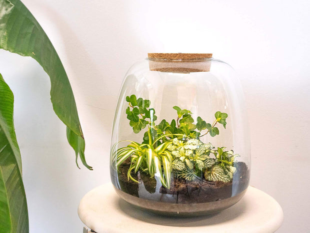 Terrarium Diy Kit - Emma - 25 Cm Hoogte - 23 Cm Ø Kit - €30.90 - eco-winkel.nl